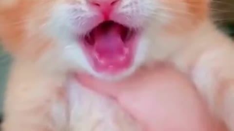 Cat crying video