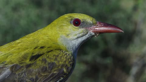 The Golden Oriole: Close Up HD Footage (Oriolus oriolus)