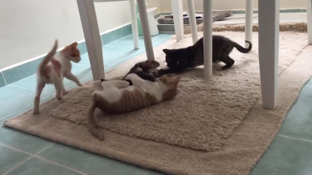 Cute Little Pet Cat🐈 babies | Don't Forget to view it! | CatsVidz