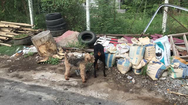 Oscar and Peace Take a Stroll