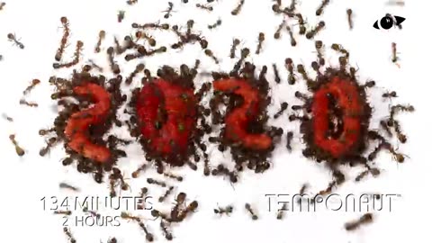 Ants vs 2020 Time Lapse