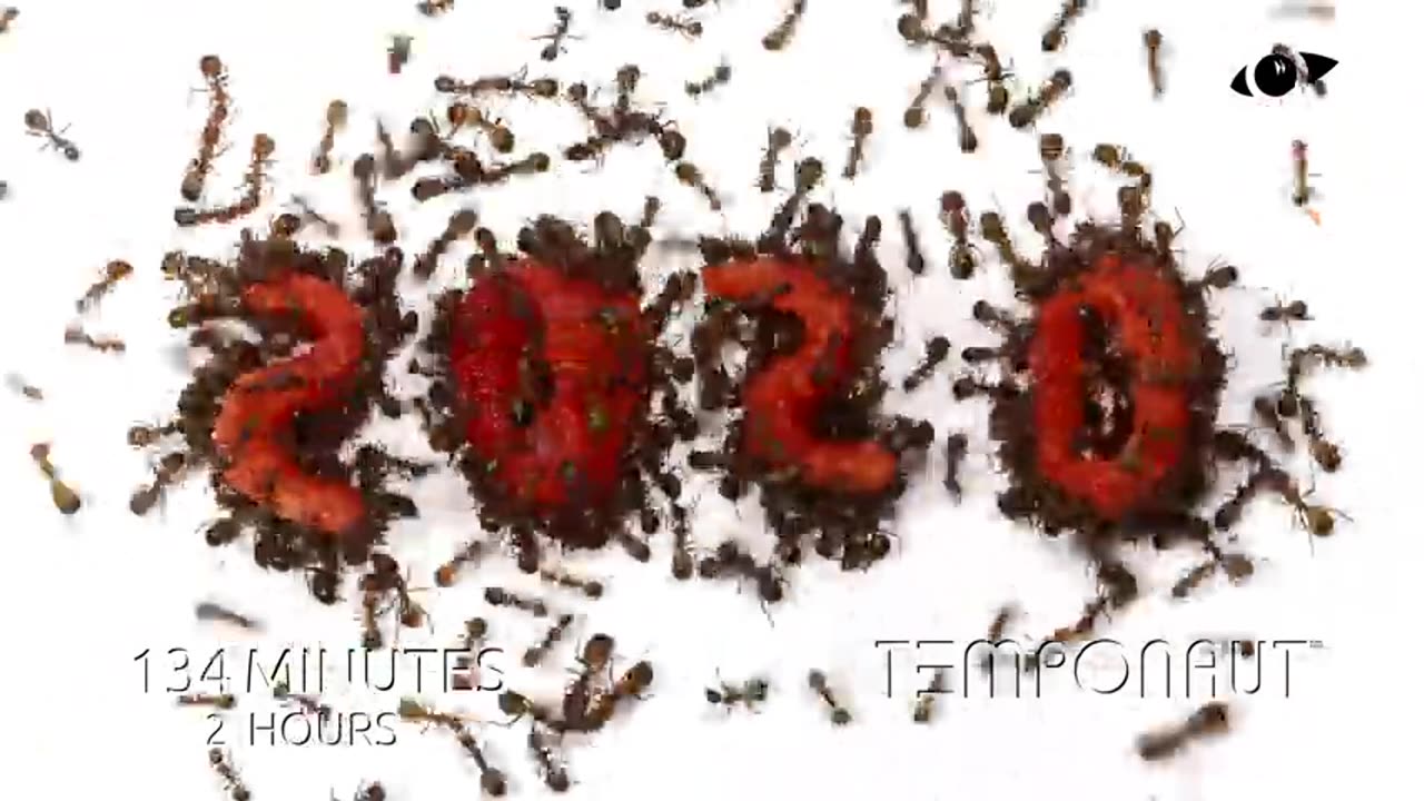 Ants vs 2020 Time Lapse