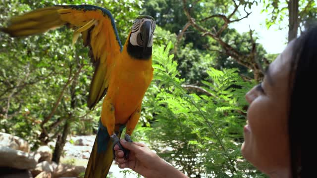 # Bird Perched on the Hand of a Woman