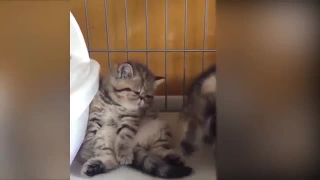 Tiktok cute cat funny video compliation