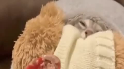 Funny moment cats