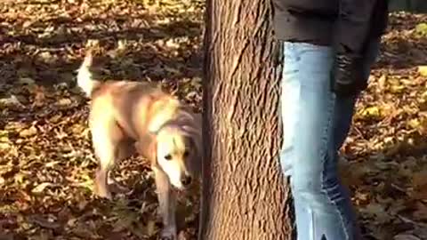 Watch My Puppy Growing in 15 seconds Part 2 _ Golden Retriever