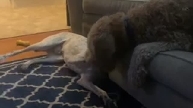 Cletus and Dood are at it again