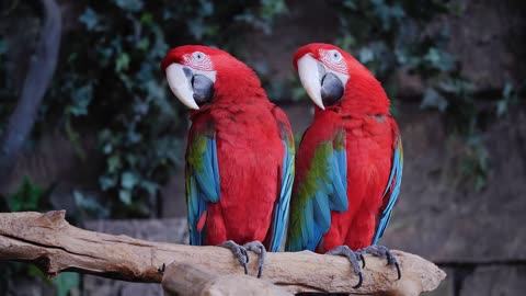 A pair of red and blue macaw parrots