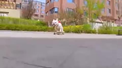 Skatedog 24