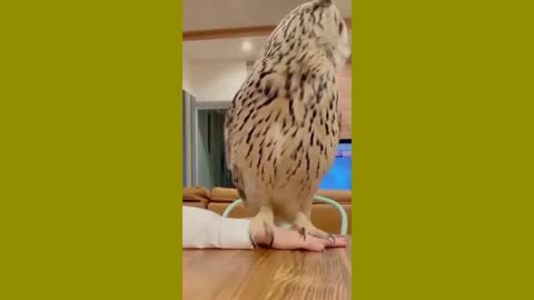 funny animal, funny relaxed owl