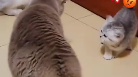 Funny Cat videos | Cat fight