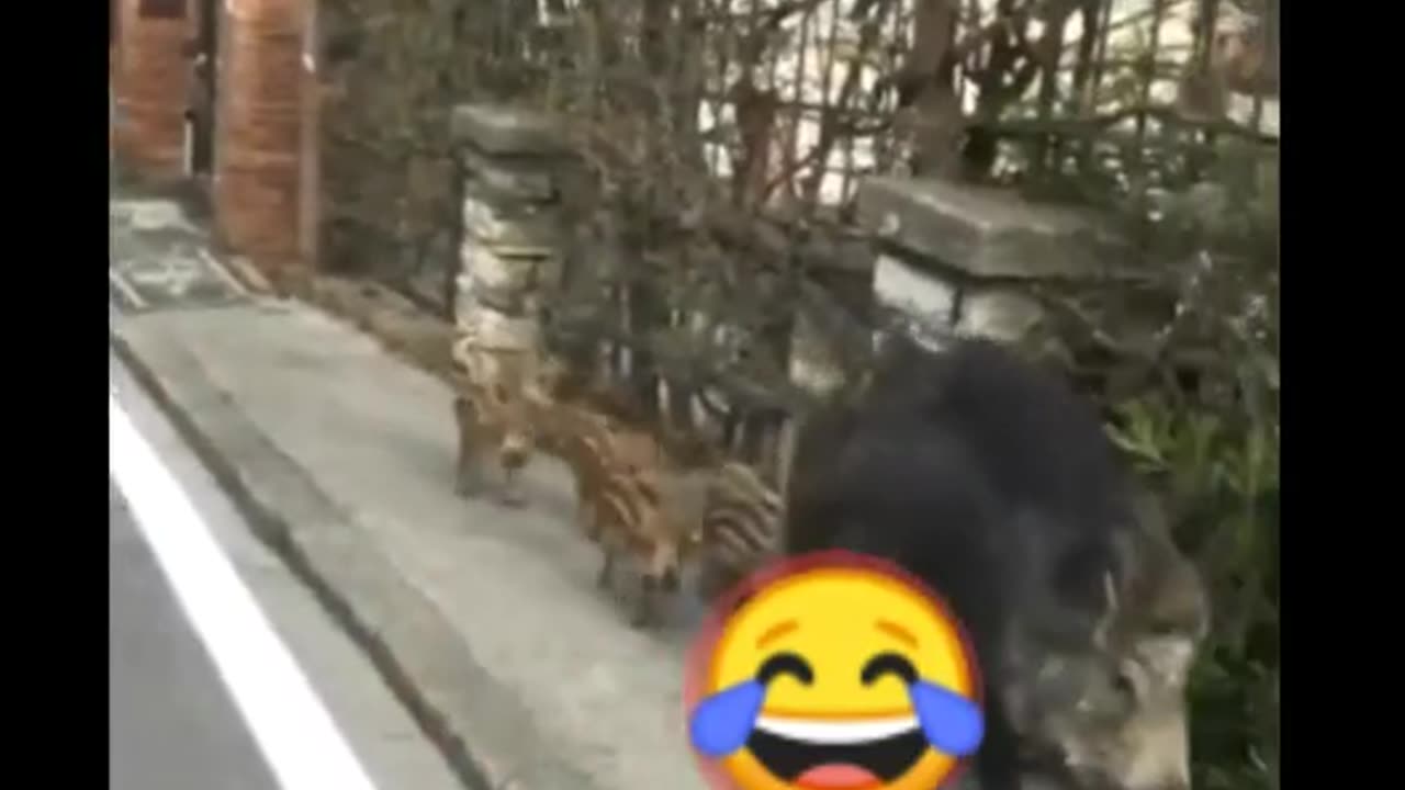 Funny cat