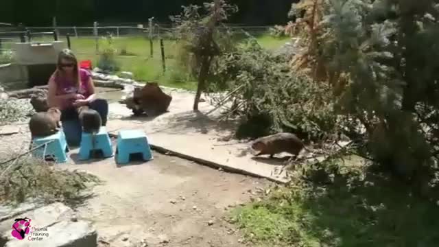 The start of session single with nutries animals