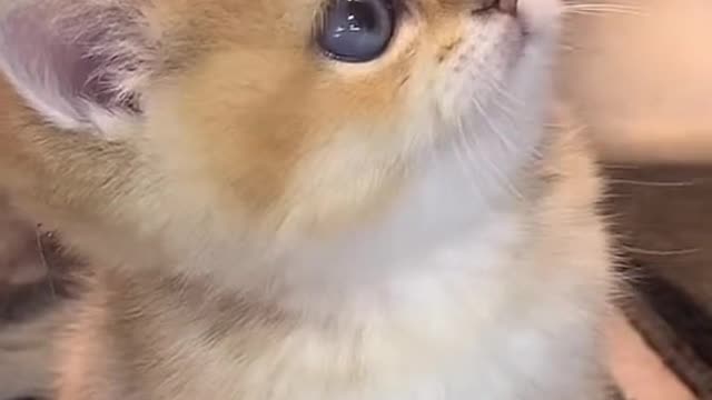 lovely#cute#usa