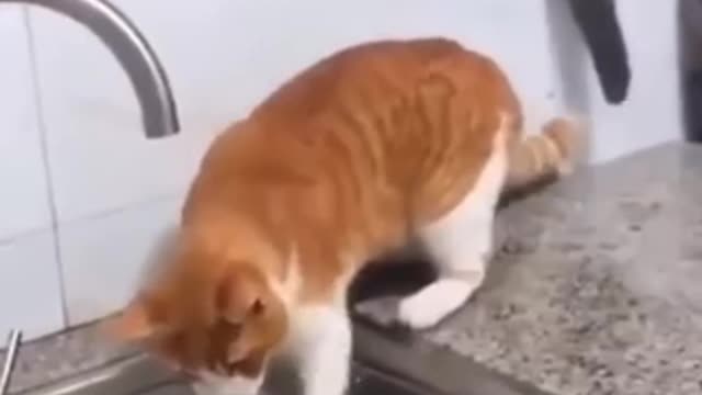 Funny cat videos 😹