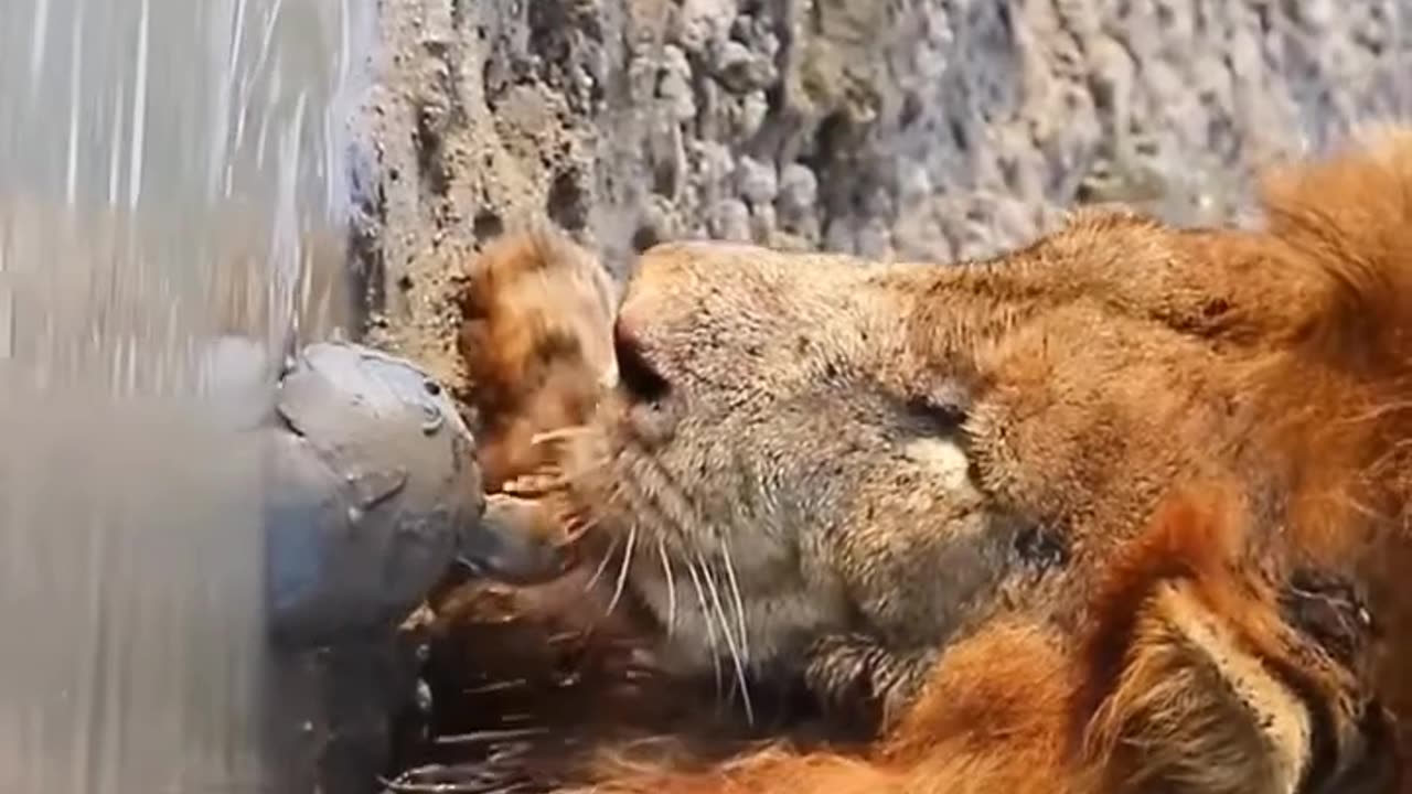 Animal asking for help so funny animal