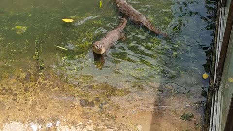 Otter Hungry