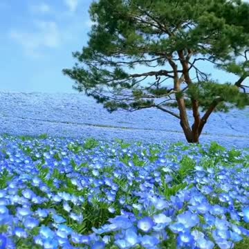 Hitachi National Seaside Park