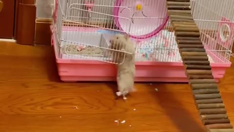 Funny Hamster Climbing Cage Door ‏