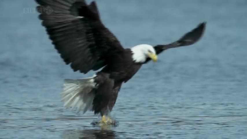 Eagle hunting fish from water