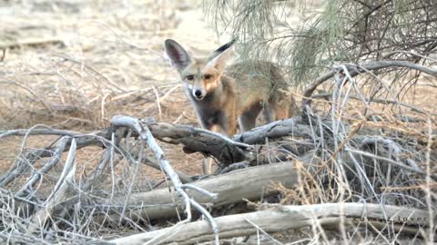 red arabian fox