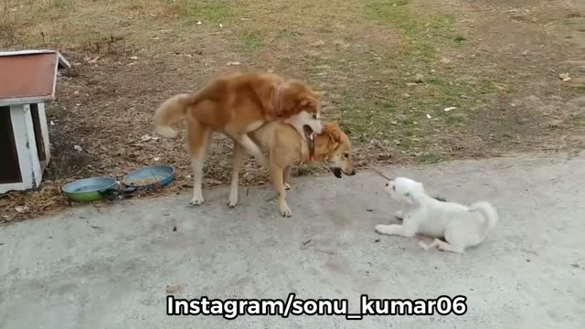 Dog's fighting video