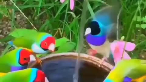 very beautiful colorful bird