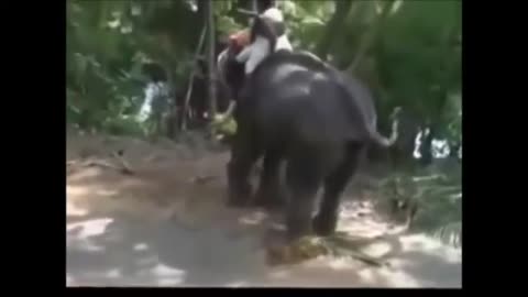 The Real Elephant Attack 😮😍