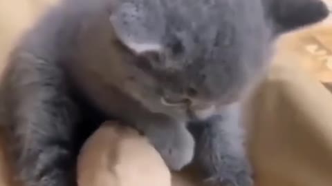 Funny Funny Cute CAT compilation