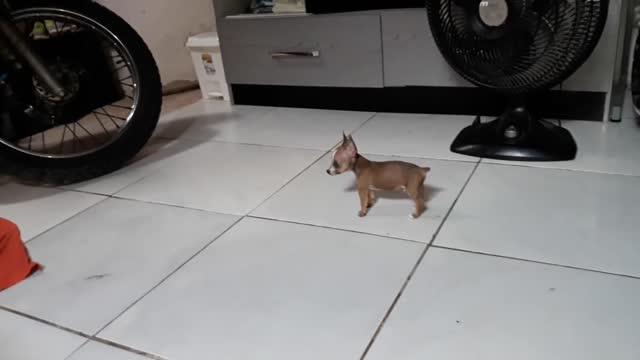 Lindo Cachorro Brincando com seu dono