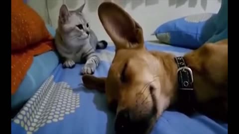 Perrito se echa un pedo y el gato se enoja