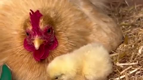 Beautiful chicken Mather &baby