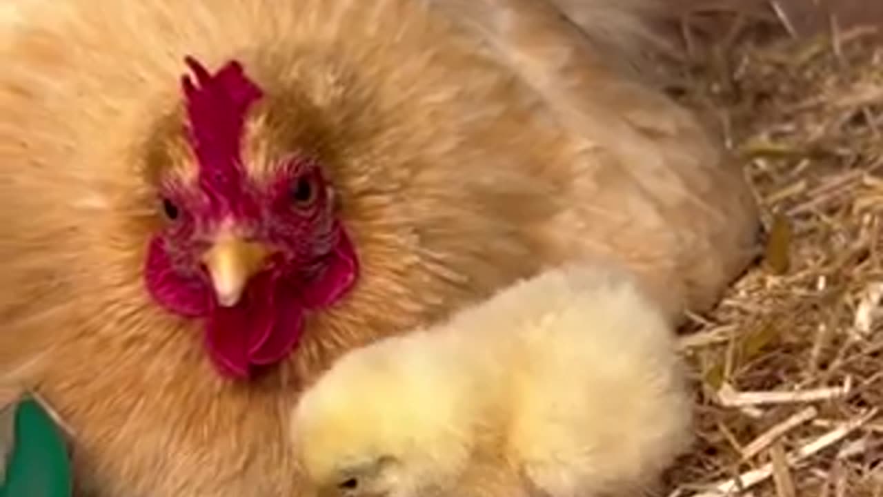 Beautiful chicken Mather &baby