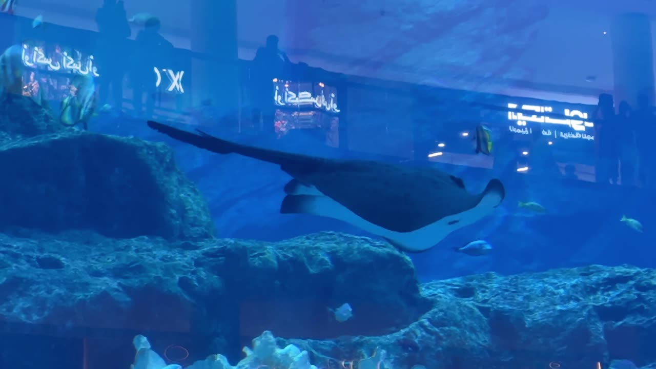 Dubai Mall Aquarium