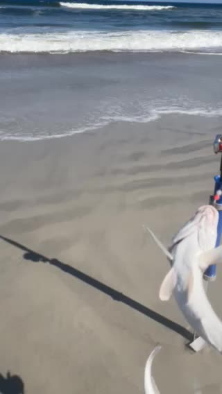 Whiting bite on fire