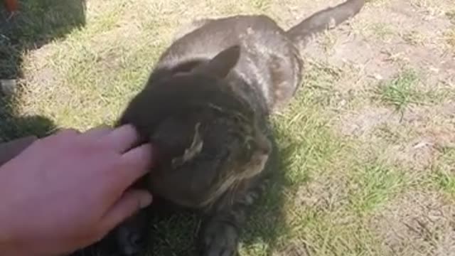Stray Cat Decides To Move Into Guy House