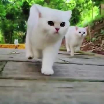 Quite cat walk on the road