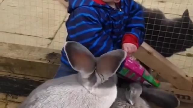 Cute Baby Share Food with Giant Bunnies and Cat Watch Them | Latest pet videos