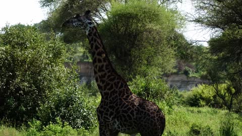 Safari im Tarangire Nationalpark