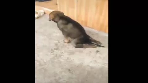 puppies with disabilities but love life