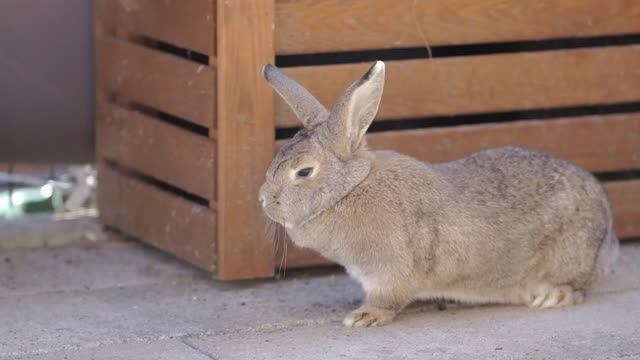 Beautiful Bunny To Play On ROAD