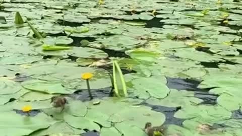 Cute Baby Ducks are Crossing the Lake -Duckling