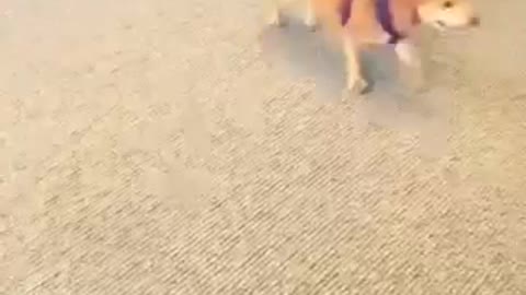 Dog running around slams into table