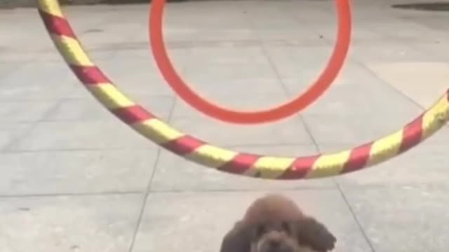 Cute puppy jumps through the ring.