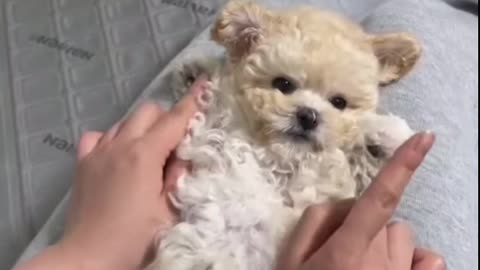 Frightened dog,look for help