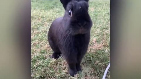 best funny animals must watch