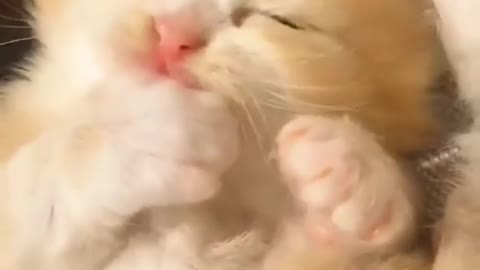 cat love love cat