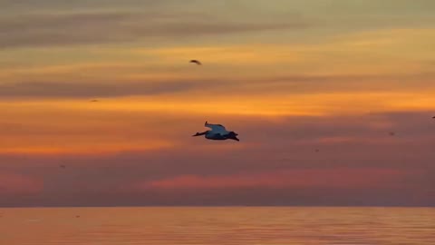 freedom of seagulls