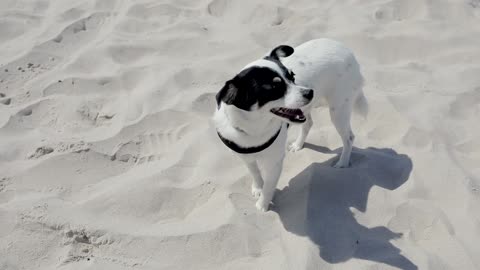 White Dog in a Beach Sand