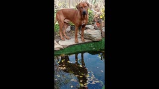 Pond Fish Come When Called For Breakfast; Winter Garden Scenes.